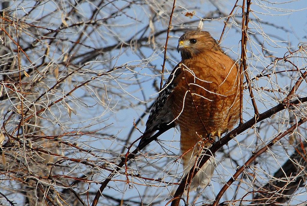 Red Shouldered Hawk Can Be Seen In Sunriver Outdoors Bendbulletin Com