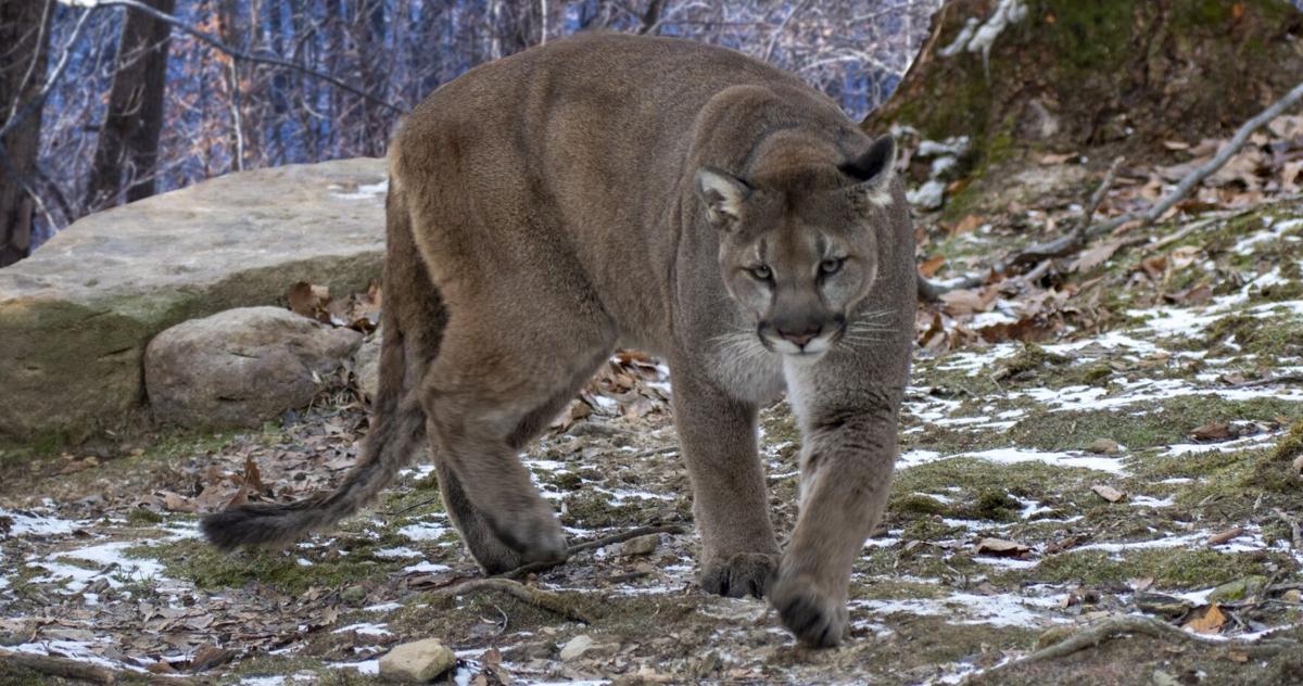 Cougar sightings rebound in 2022 after year of few reports | Environment | Cougar sightings rebound in 2022 after year of few reports | Environment |