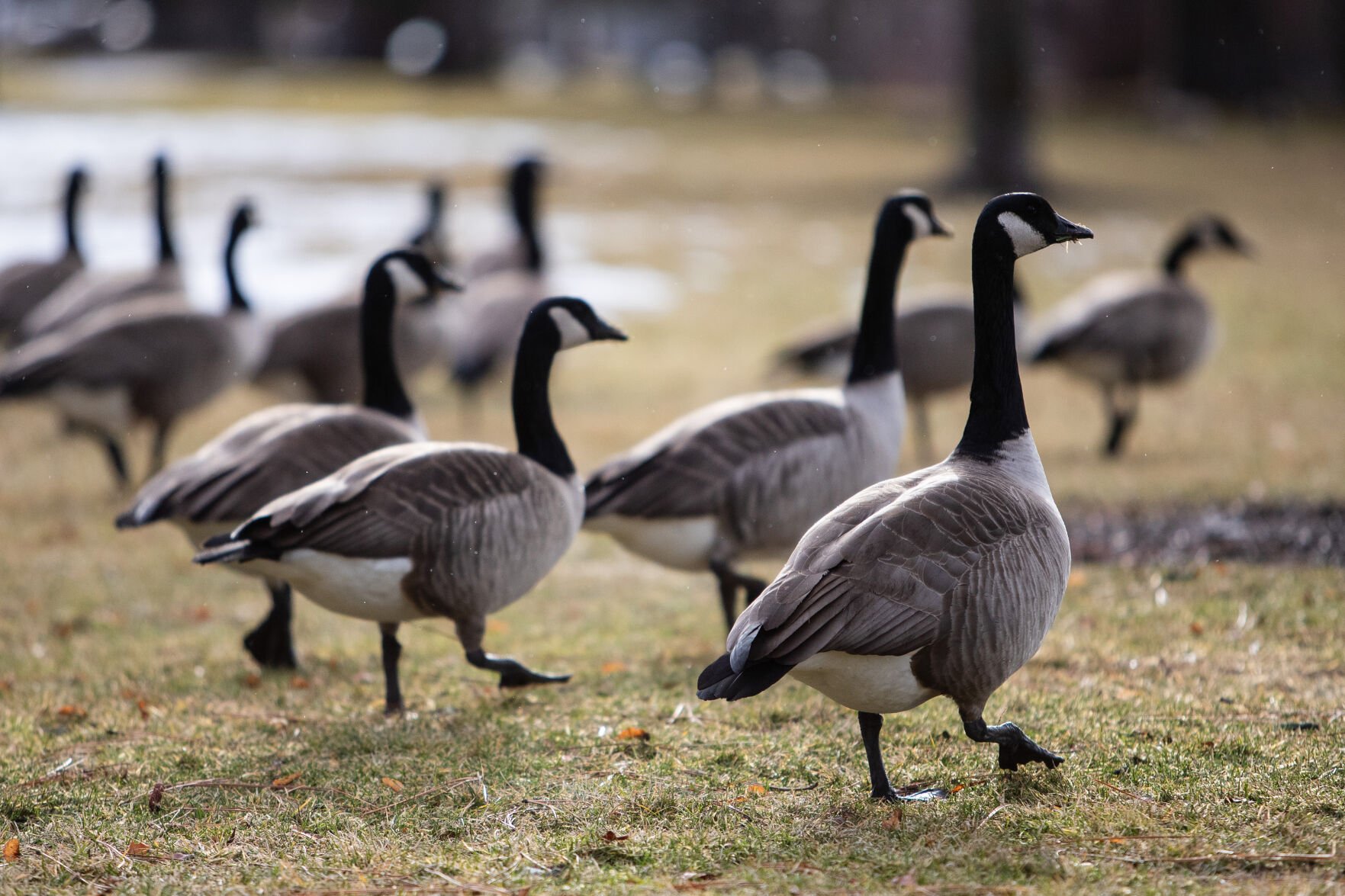 Canada goose discount pressing