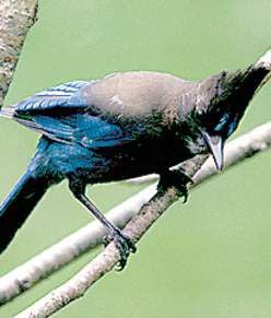 Meet the Steller's Jay: Clever Black and Blue Birds