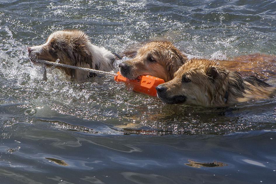 What S In A Name Deschutes Dog Data Shows Pooch Owner Preferences Local State Bendbulletin Com