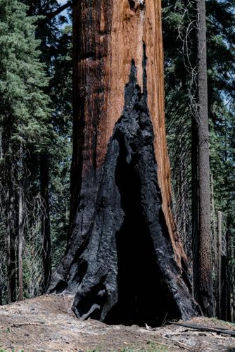 California's giant sequoias are burning up. Will logging save them?
