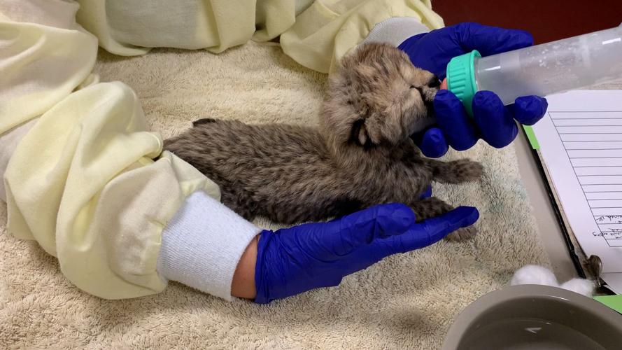 Abandoned baby cheetah in Virginia is adopted by new family in Oregon