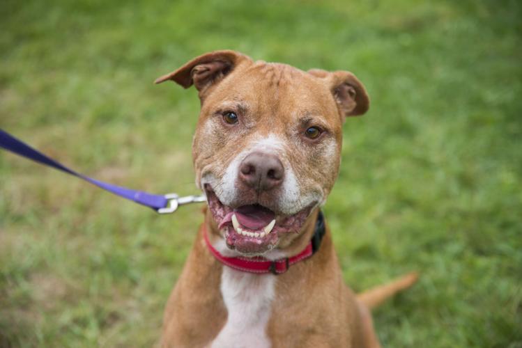 Photos These Pets of the Week need you today! Local News