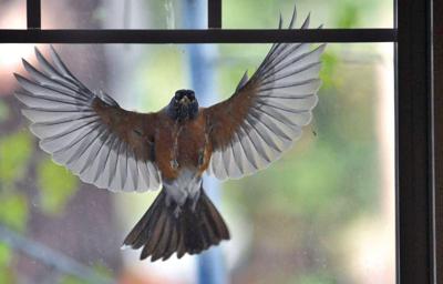 Thom Smith Naturewatch Reader Question Why Do Birds Smack Into Windows Repeatedly Outdoors Benningtonbanner Com