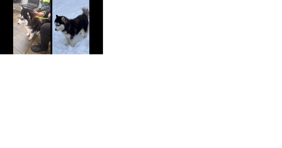 Efforts to recover missing husky in Bennington continue, recently spotted on trail cams - Vimarsana News