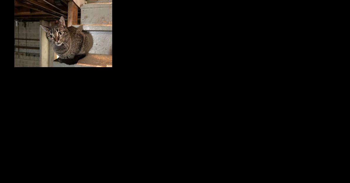 Francis of Assisi Rescue Bennington Vermont - Vimarsana News