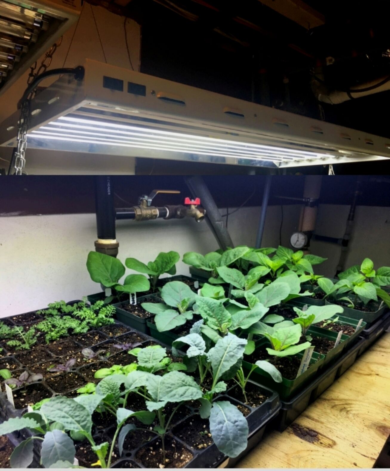 grow light tips