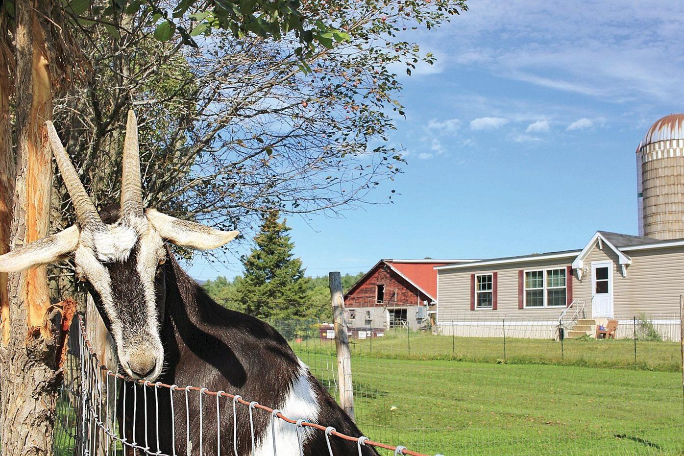 From Adversity To Prosperity North Meadow Farm Grew From Bucket List Item To Dream Come True Entertainment Benningtonbanner Com