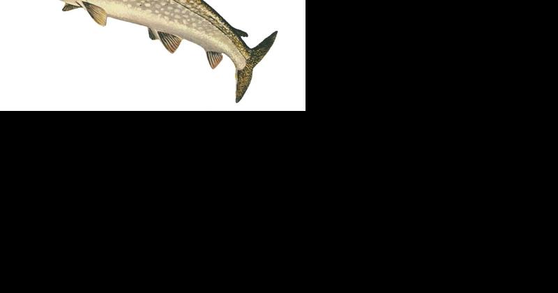 Project features wild native lake trout - Vimarsana News