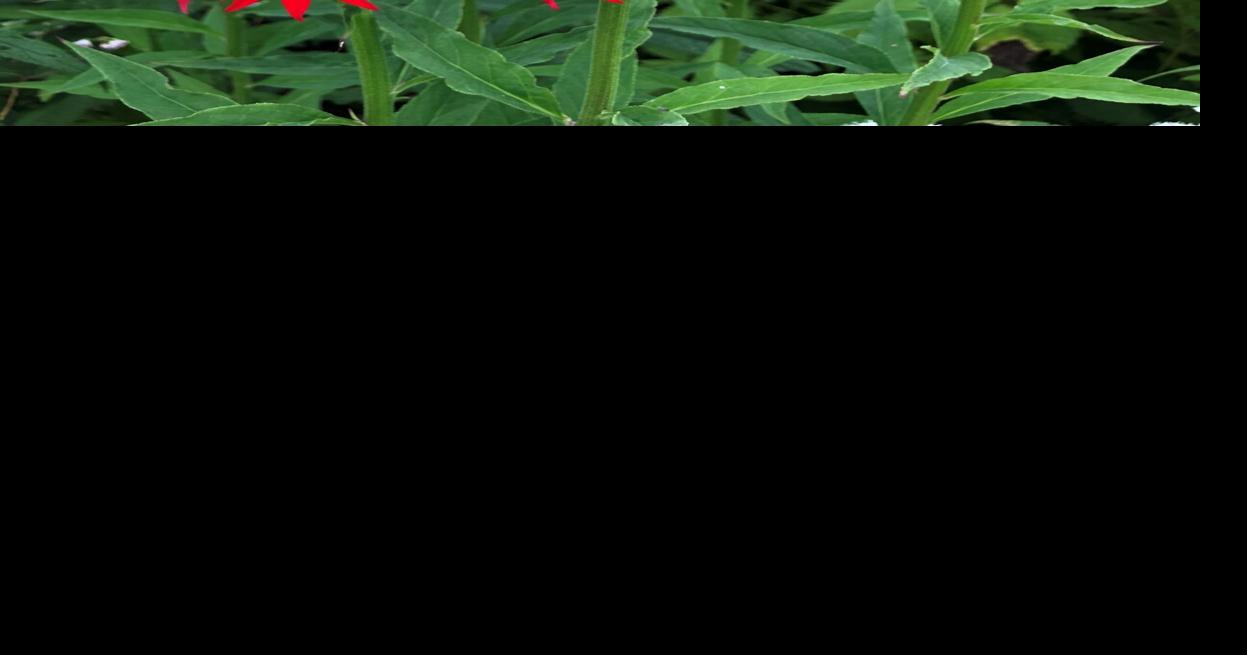 2026-07-18-HUMMINGBIRD-HAVEN-2