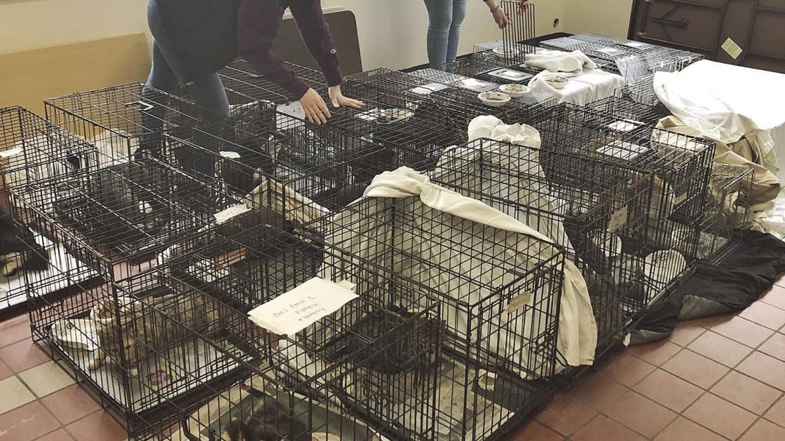 Colony of cats trapped, neutered and launched | Native Information