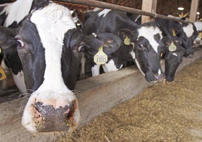 Report recommends dairy task force