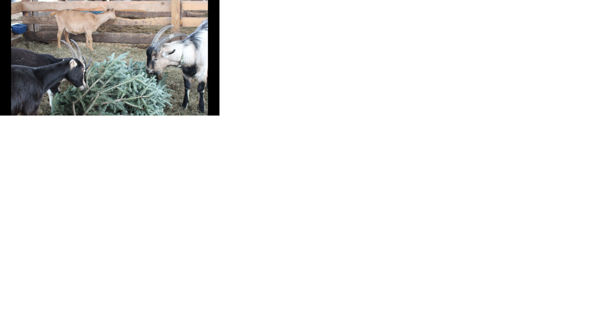 Your trash, their treasure: Goats at Manchester's North Meadow Farm get a treat in old Christmas trees - Vimarsana News
