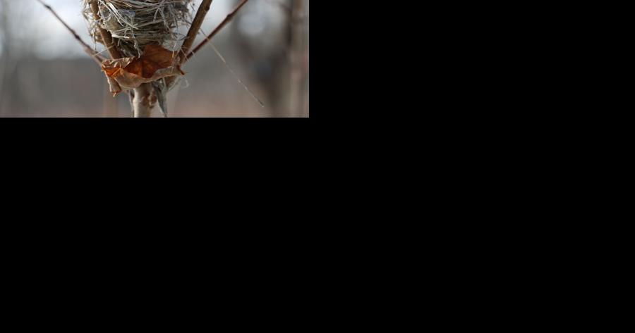 Conservation group to lead Hogback Habitat Hike on Feb. 11 - Vimarsana News