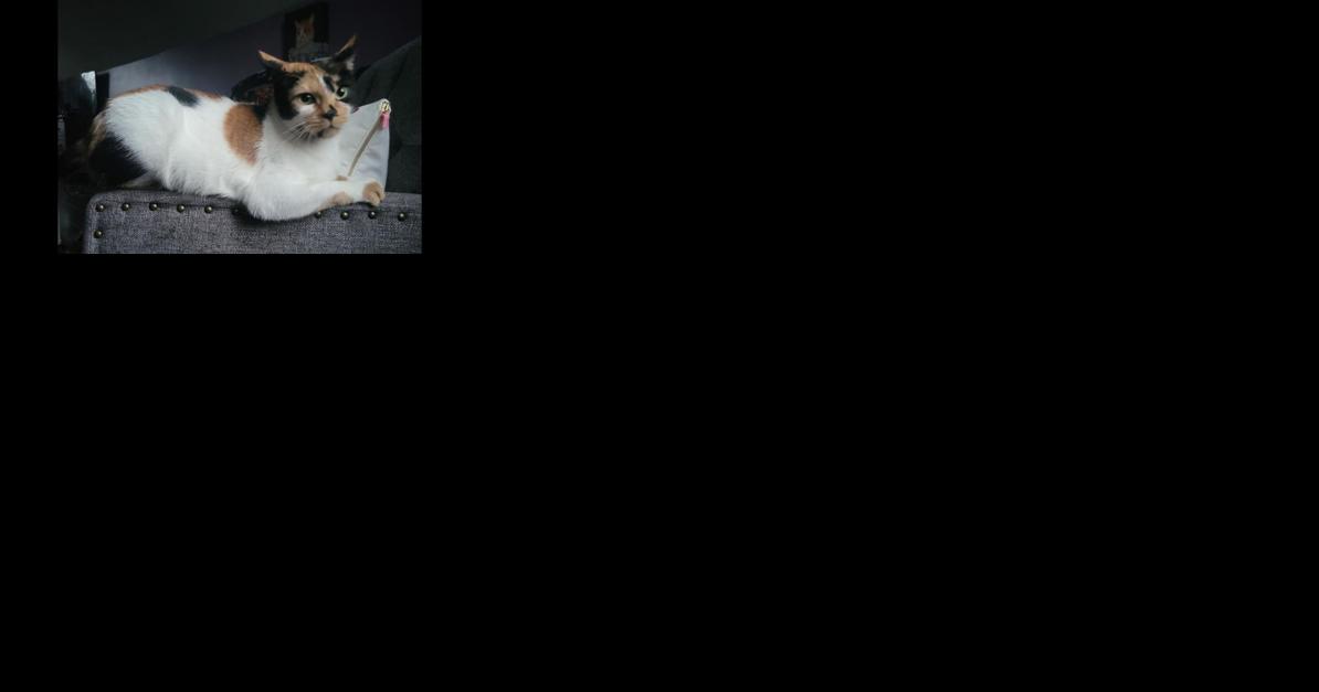 Francis of Assisi Cat of the week, Princess Leah - Vimarsana News