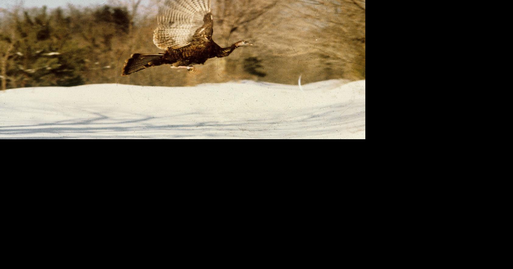 Vermont’s restoration of wild turkeys to be celebrated April 18 in Pawlet