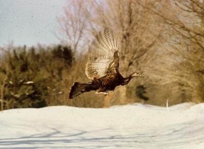 Turkeys released 1969 W. Pawlet by John Hall.jpg