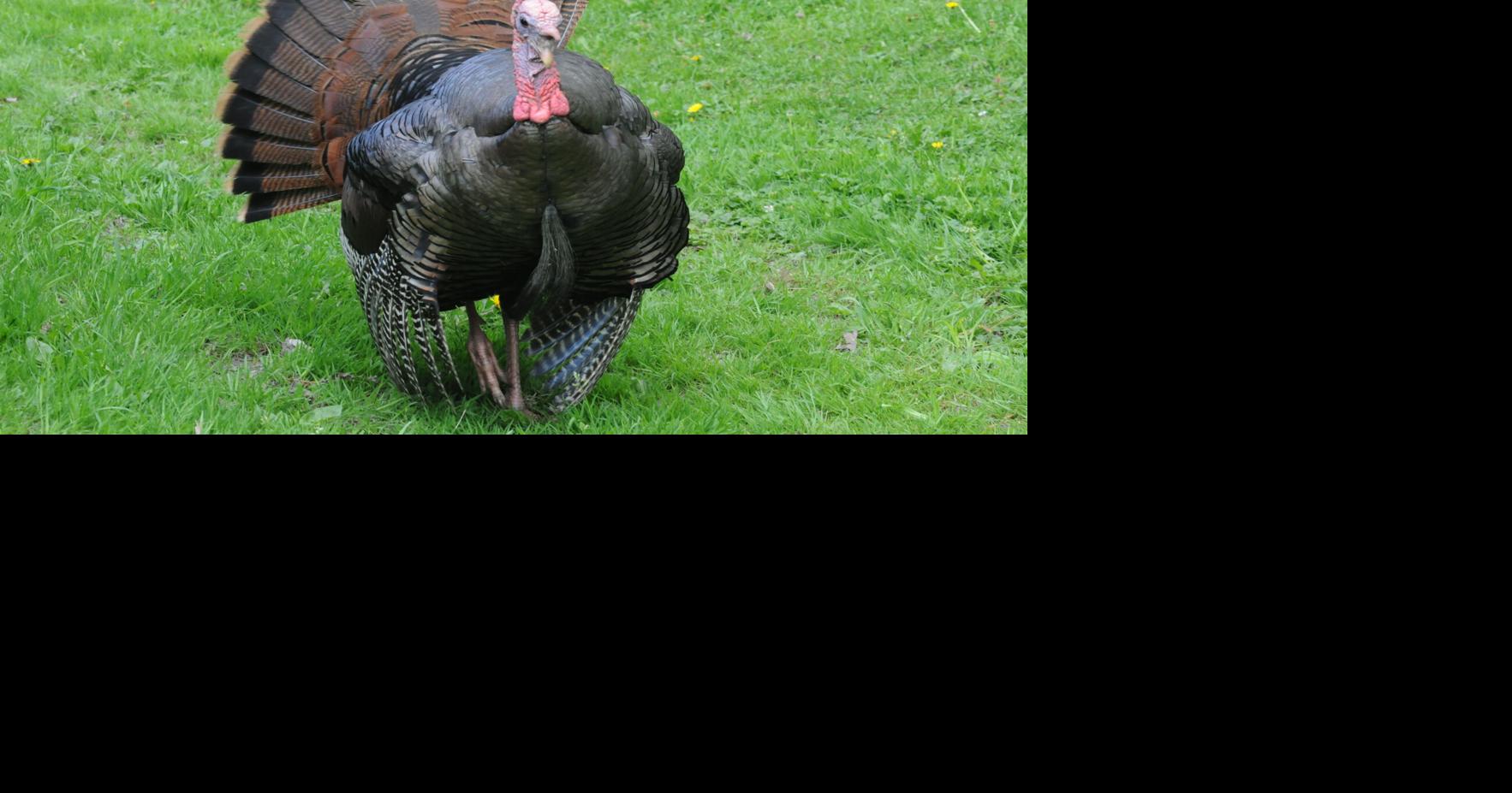 Learn to hunt wild turkeys with VT Fish & Wildlife Outdoors