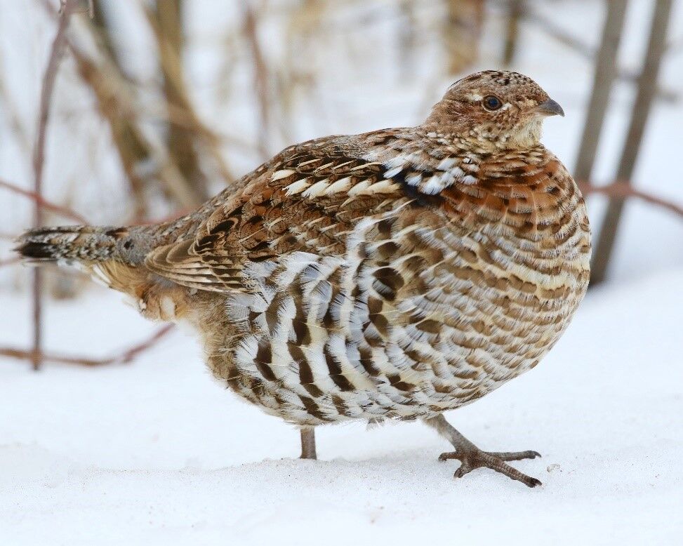 Orvis sno outlet bird