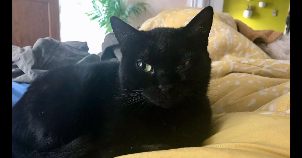 Okapi, a former stray cat in Bennington, is ready for a patient and understanding forever home - Vimarsana News