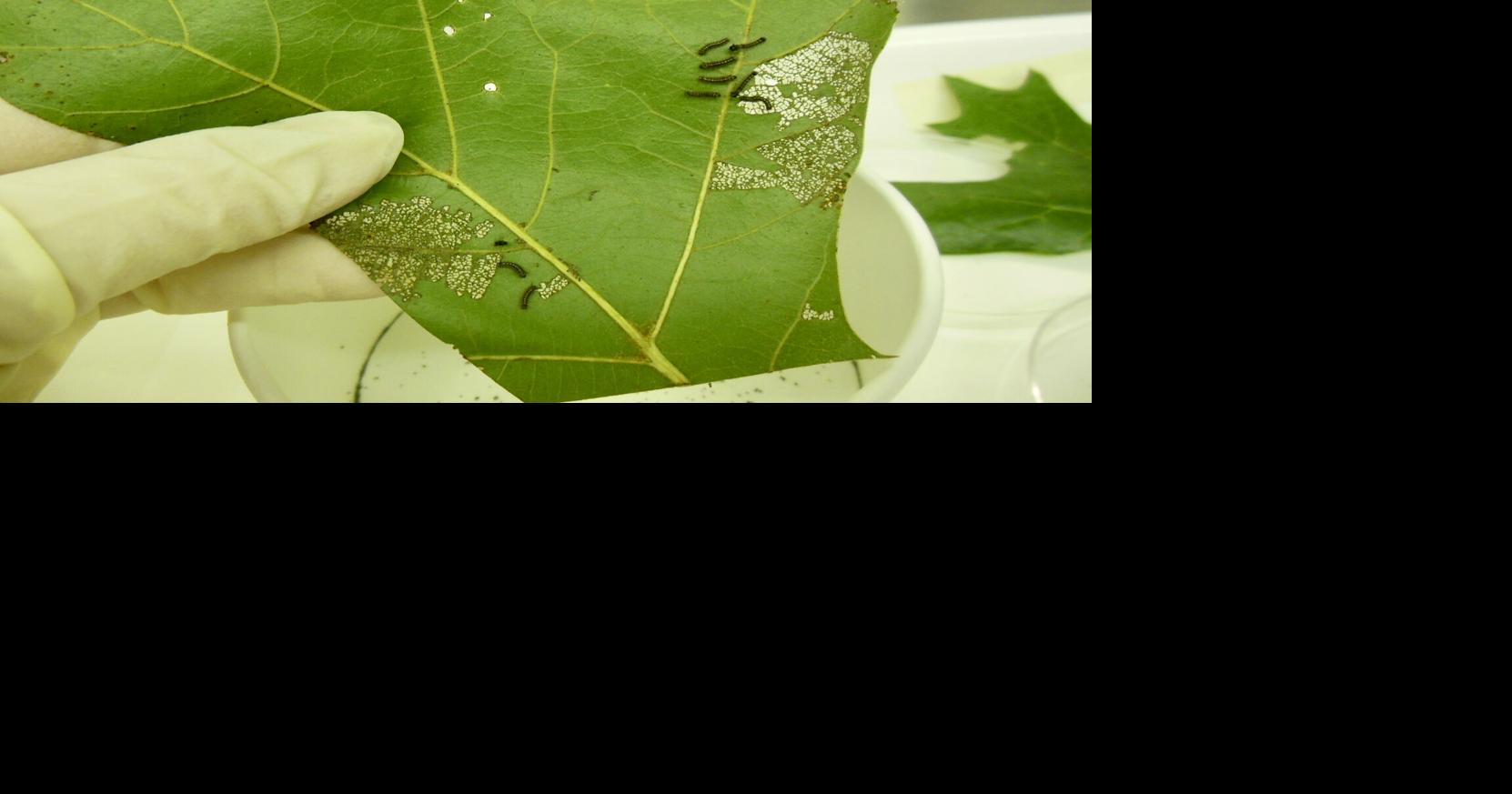 What to Do if You See a Spongy Moth (or Its Very Hungry Caterpillars