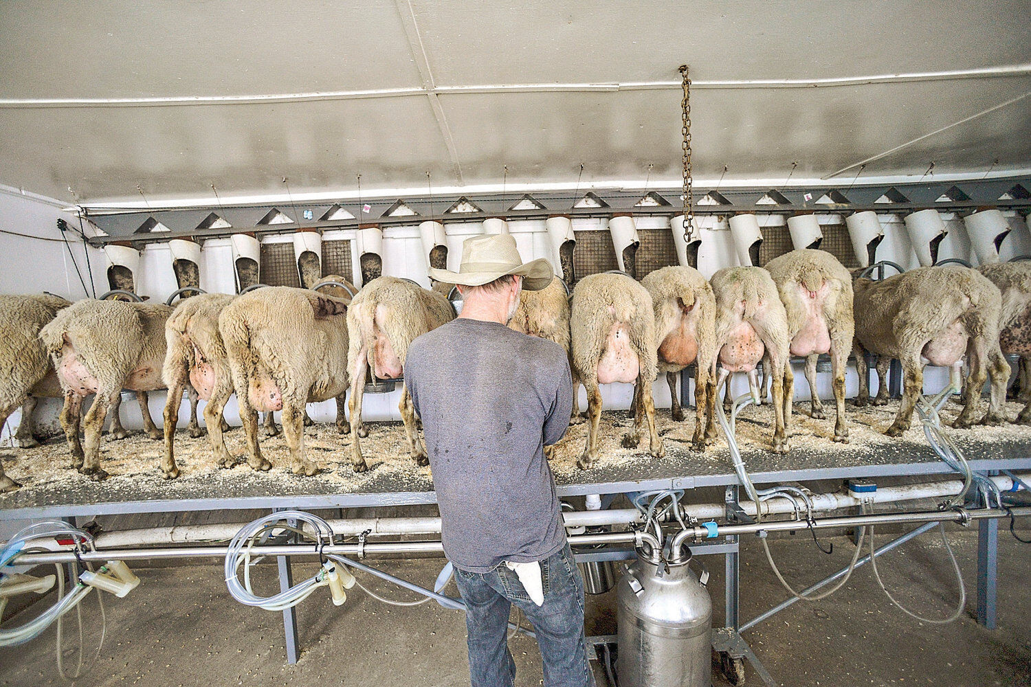 Vermont Shepherd cheese Outstanding in their fields Archives