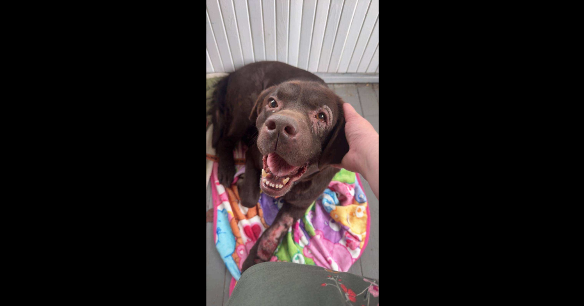 State Police seek information about abandoned dog