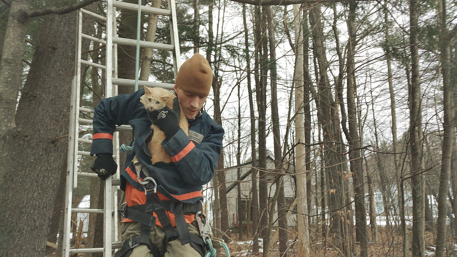 cat in a tree rescue