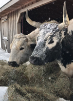 Screenshot 2021-07-17 at 1.30.04 PM.png