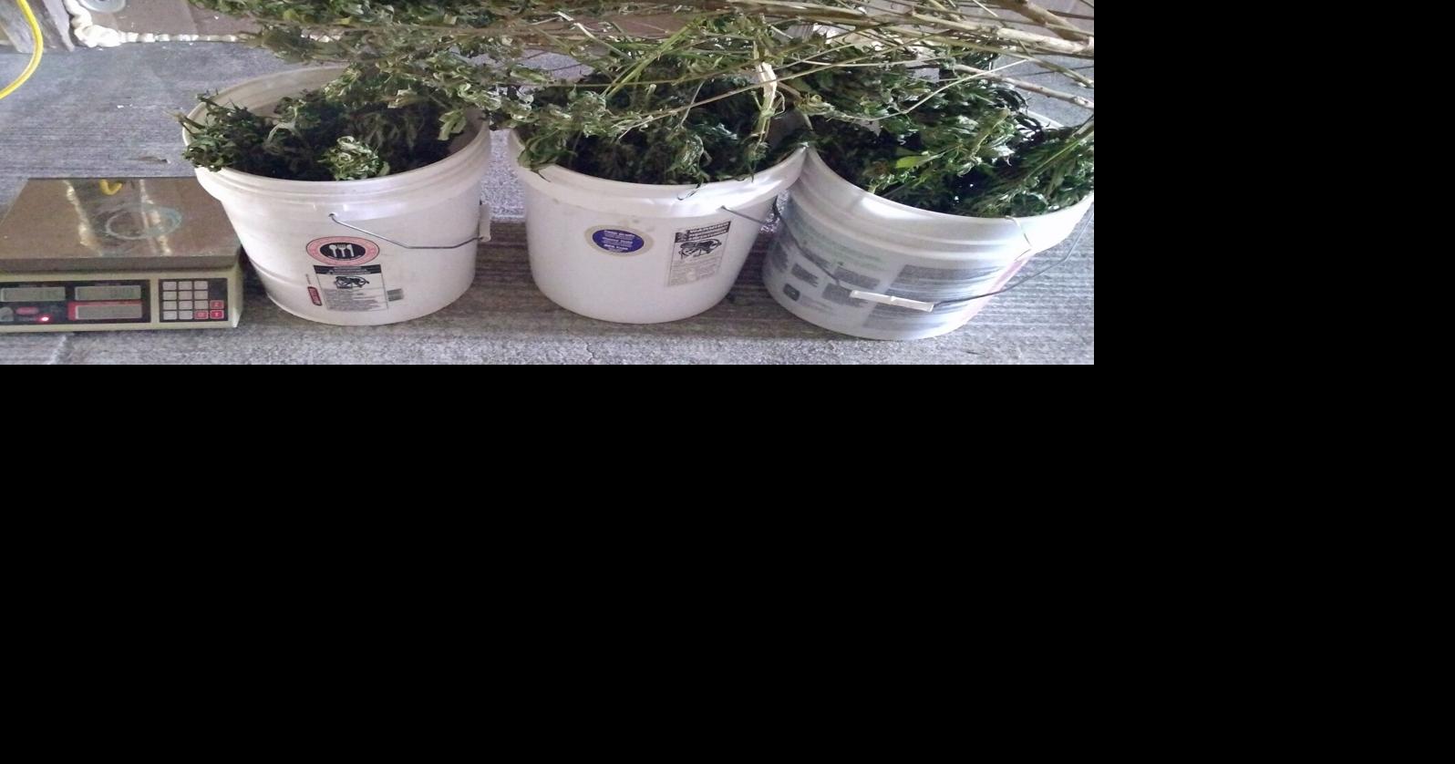 Bennington duo take plea deal in 2024 pot theft