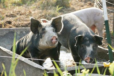 Neighbor: Pigs as pets in Brattleboro? Hogwash