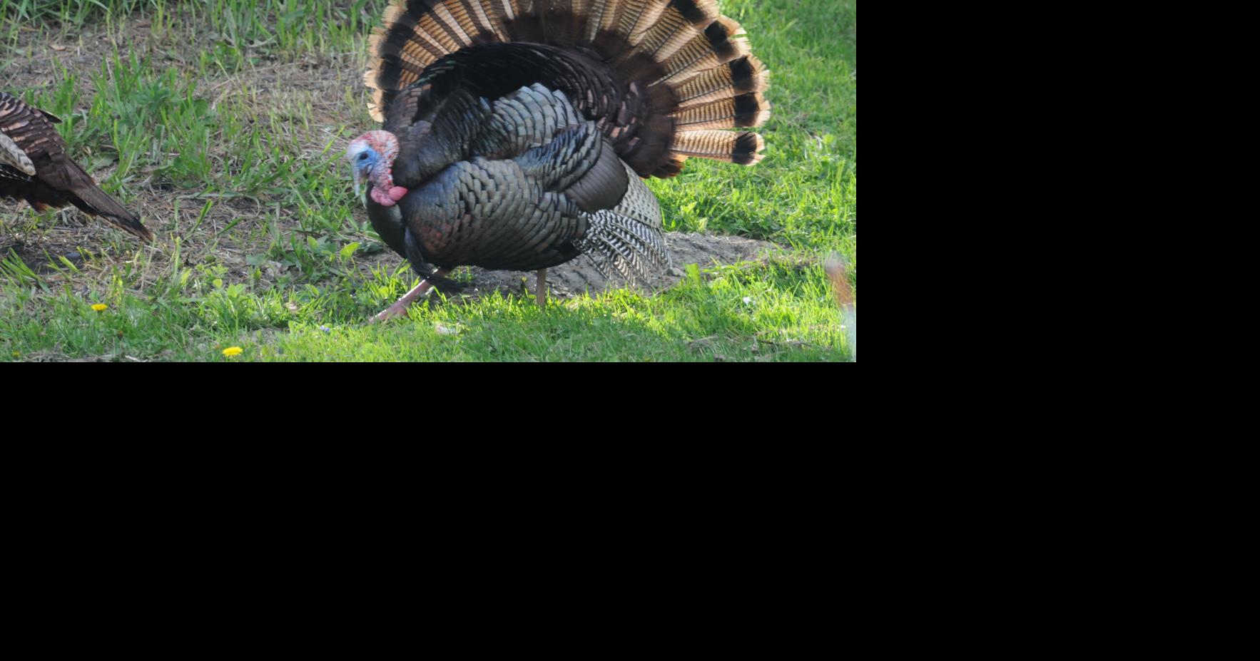 Learn to hunt wild turkeys with VT Fish & Wildlife
