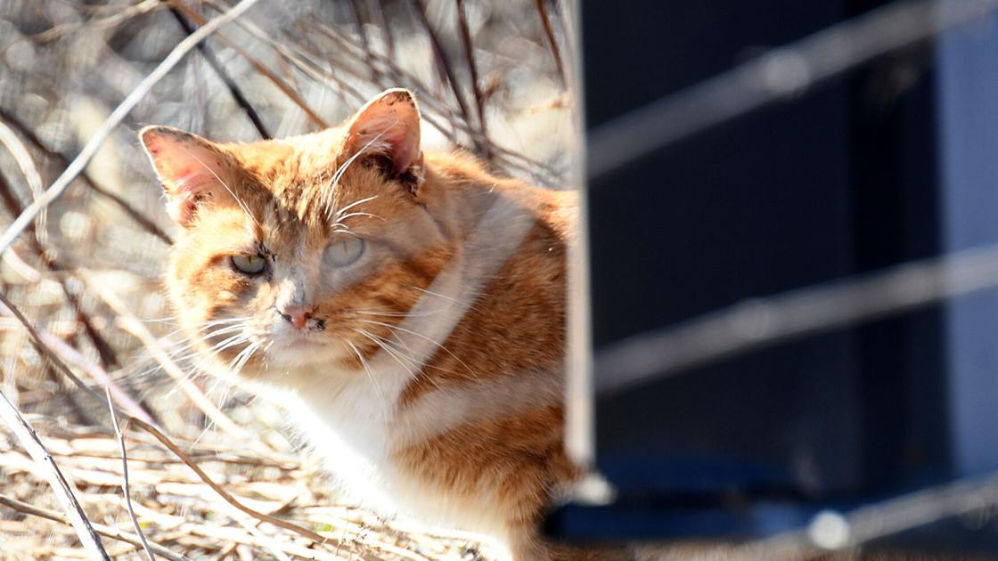 Entice, neuter and launch program helps farmers and barn cats | Native Information