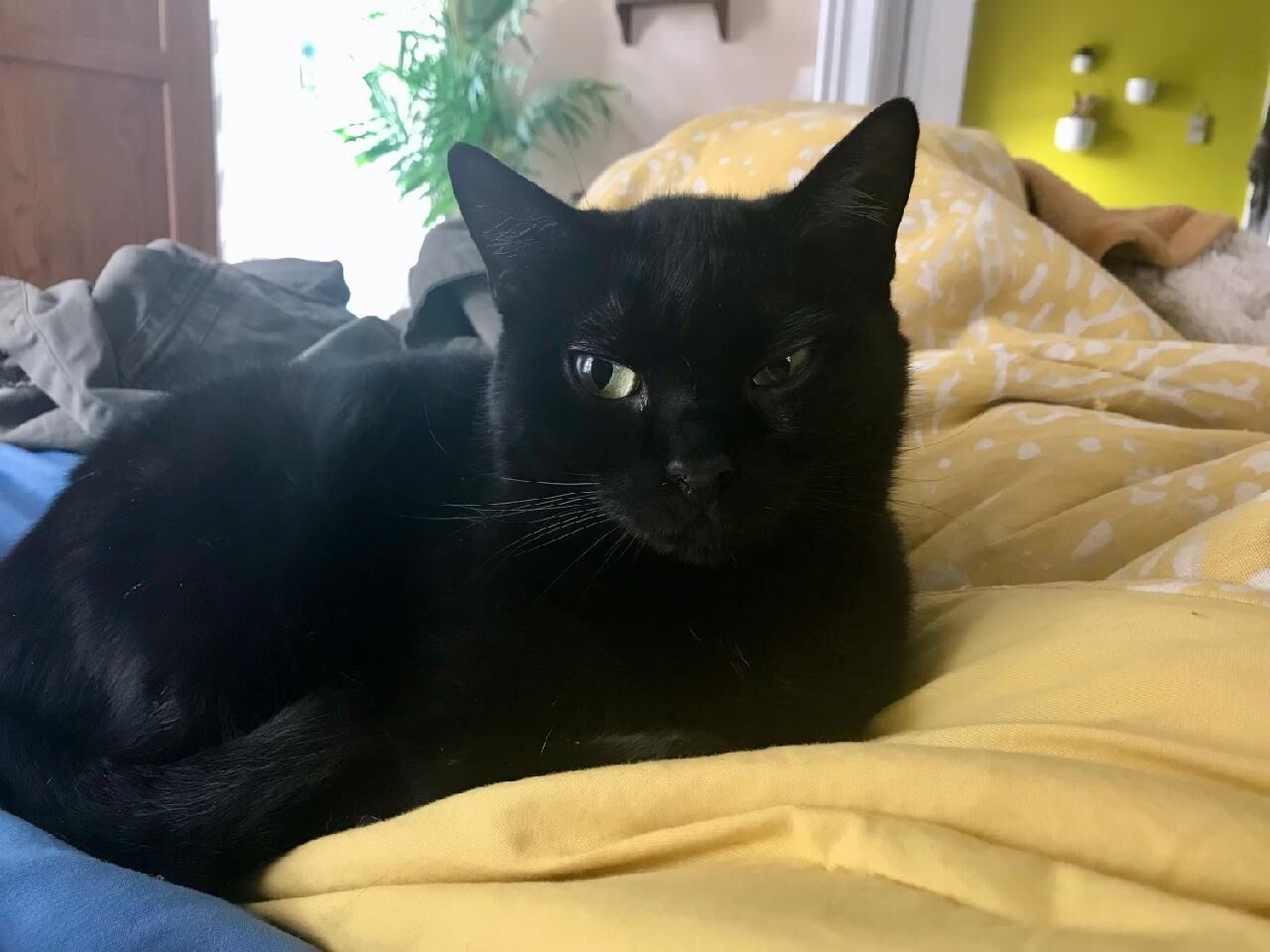 Okapi, a former stray cat in Bennington, is ready for a patient