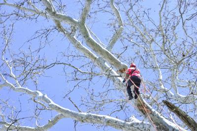 Branching out: Climbing trees is not just for kids