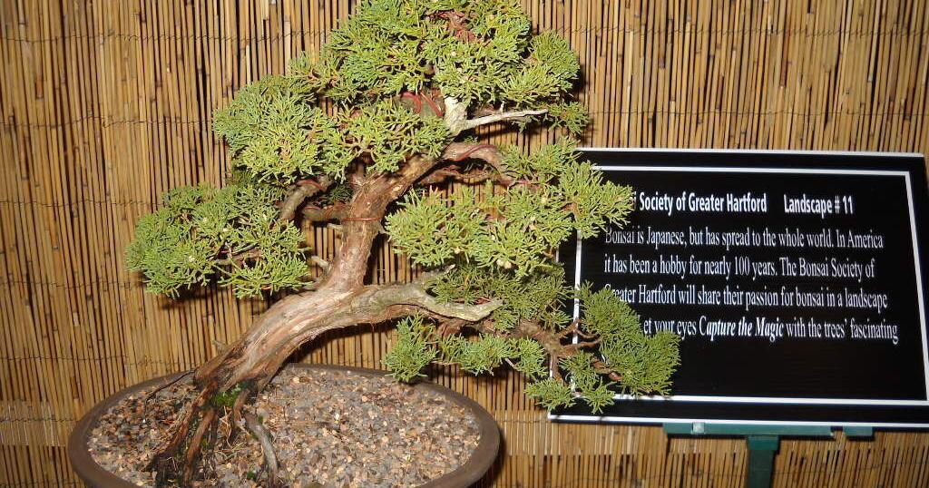 Henry Homeyer | Notes from the Garden: The spring flower shows are back! | Outdoors Henry Homeyer | Notes from the Garden: The spring flower shows are back! | Outdoors