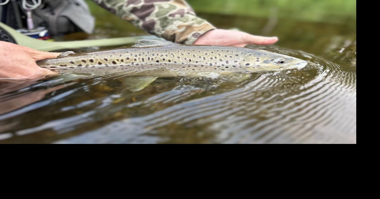Forty years of fishing the Battenkill