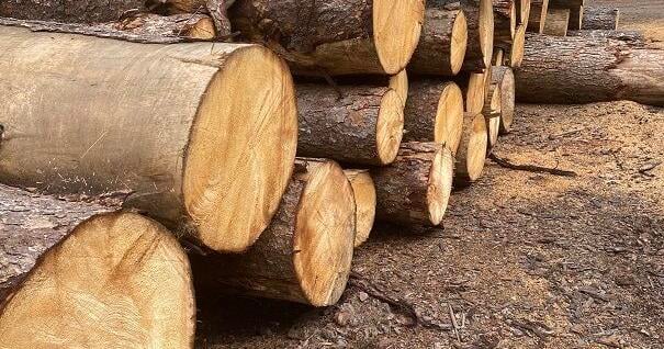 New low interest rates for low-impact logging equipment