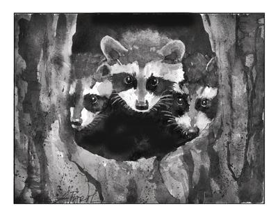 Meghan McCarthy McPhaul: Spring raccoons