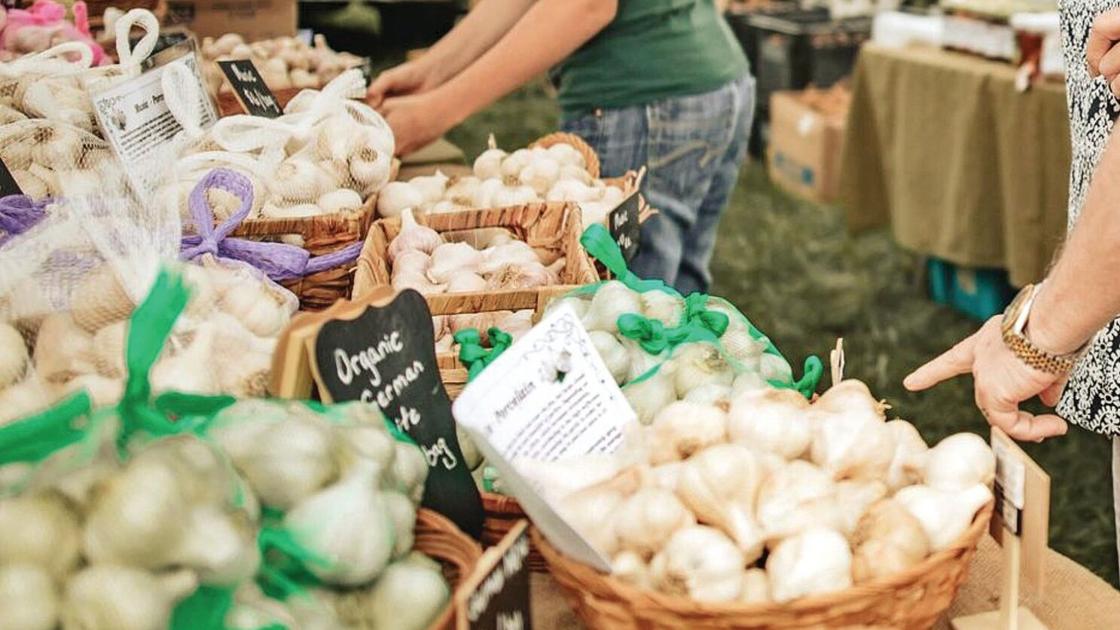 Bennington To Transform Into Garlic Town Usa Archives Benningtonbanner Com Bennington Garlic Festival 2022