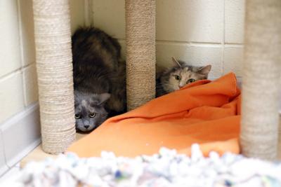 cats hide in corner