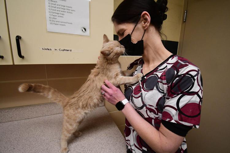 Woman pets a cat (copy)