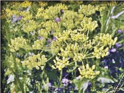 State issues warning on 'poison parsnip'