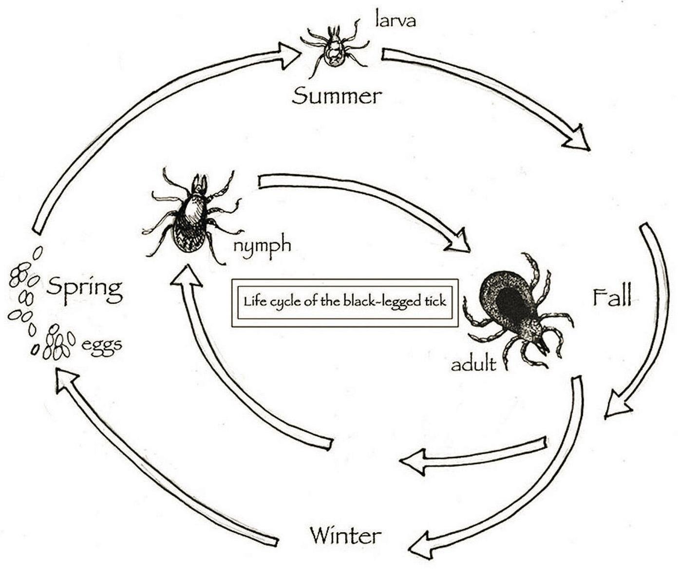 The Outside Story Tick Borne Diseases On The Rise Opinion Benningtonbanner Com The Outside Story Tick Borne Diseases On The Rise Opinion Benningtonbanner Com