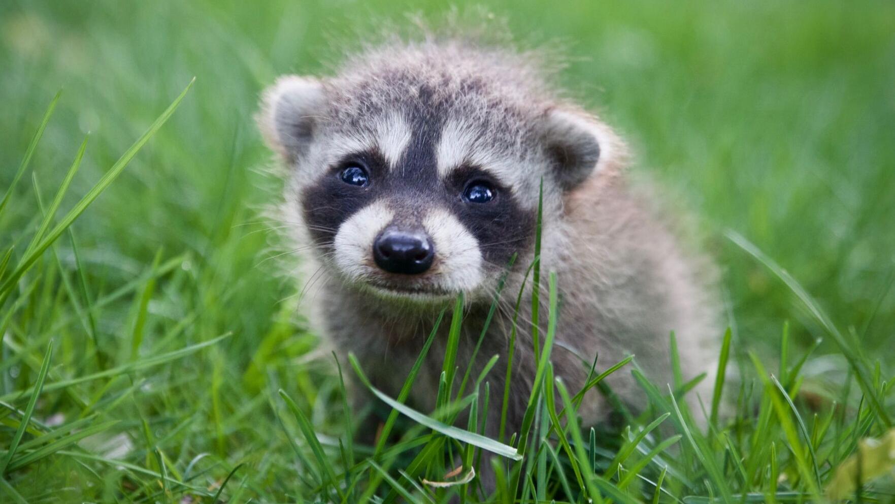 VT Fish and Wildlife needs to change. Legislators need to act. - Vimarsana News