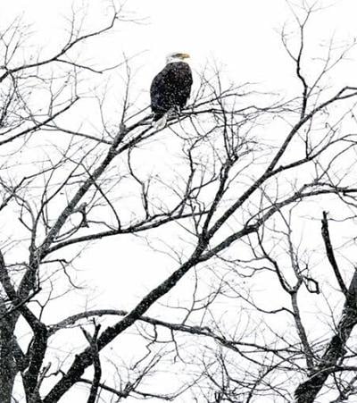 Taconic Tri-State Audubon: Keeping an eye on owls, falcons, finches