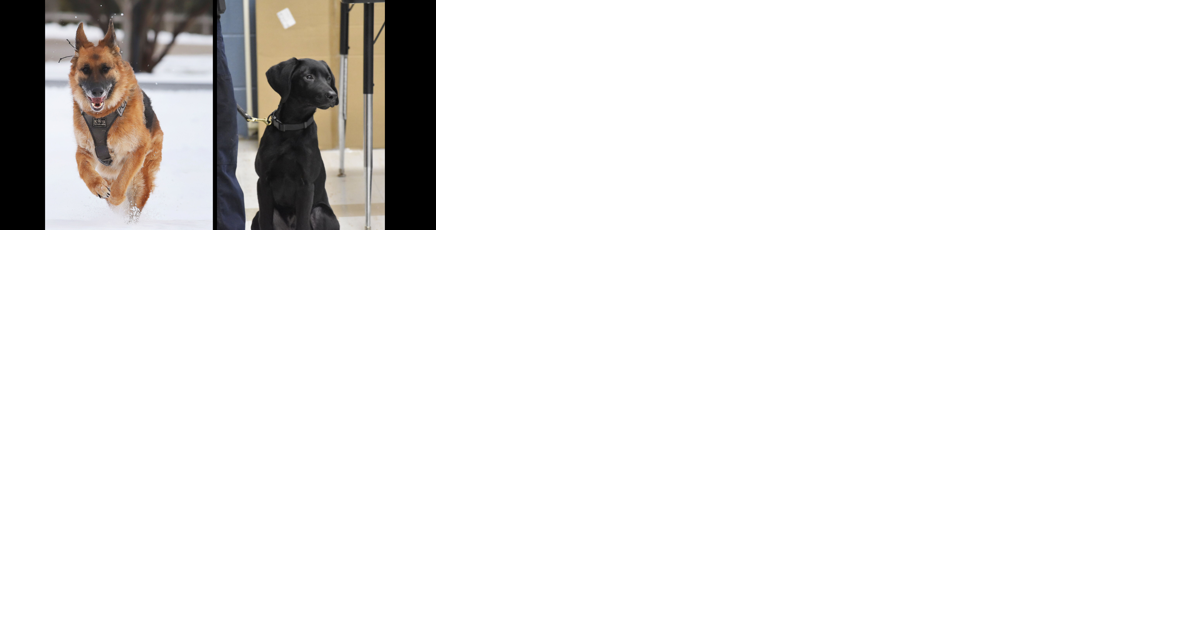 Bennington Police kick off fundraiser for new K-9 puppy to team with Gracie - Vimarsana News