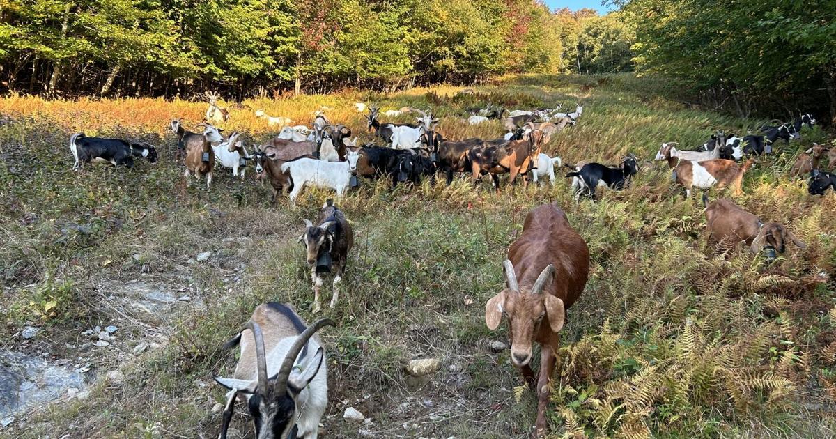 Goats Explore Magic Mountain While Testing Innovative Technology | Local News Goats Explore Magic Mountain While Testing Innovative Technology | Local News