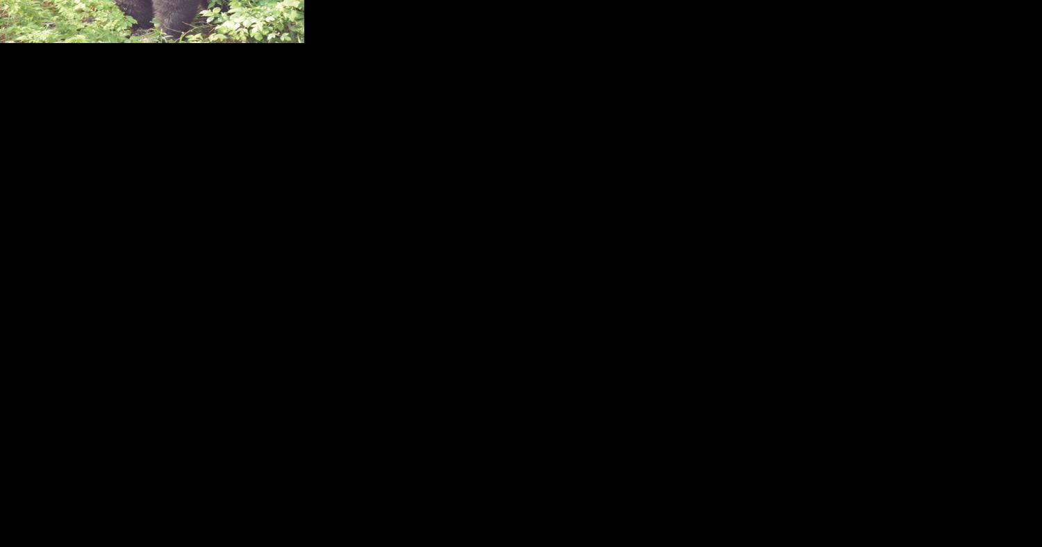 Comeau: Misinformation distracts from Vermont's bear conservation success | Opinion - Vimarsana News